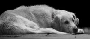 dog first aid course north east